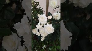 роза Шнеевальцер