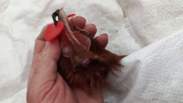 #20 Очки для кур  Ломан Браун от драк, расклева и других ? смотреть онлайн