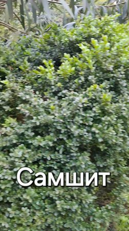 Самшит
