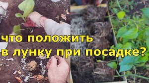 Секретный рецепт посадки рассады: проверенный годами метод посадки.