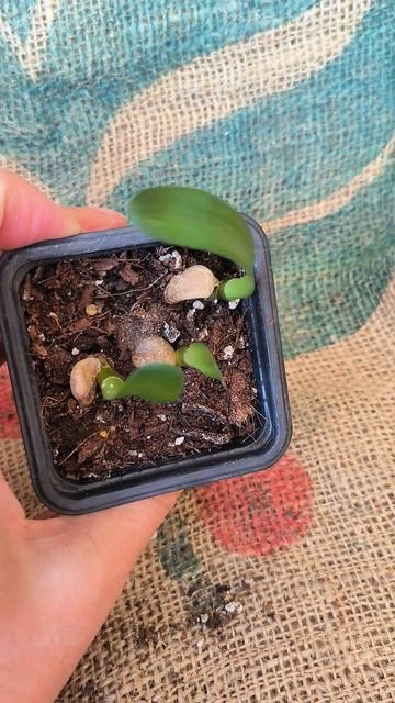 Сеянцы гибридных кливий ЮАР, возраст 3 месяца (Clivia South Af смотреть онлайн