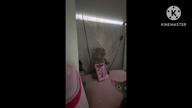 Длинное видео