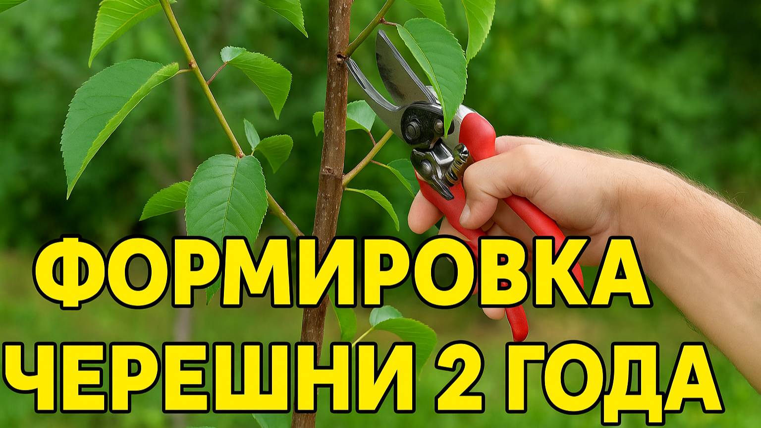 Черешне 2 года — как правильно сформировать крону? Ошибки фатальны!