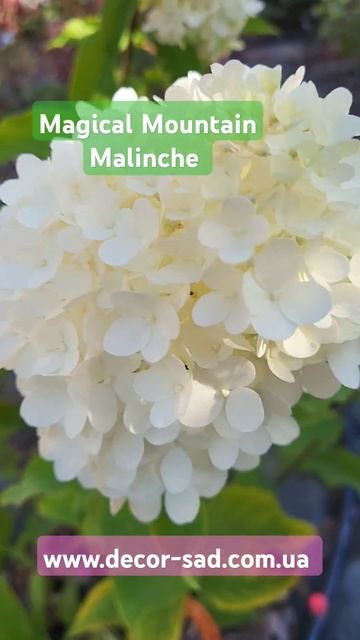 Гортензія волотиста Меджікал Маунтін Малінче / Magical Moun смотреть онлайн
