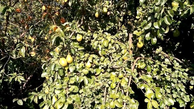 Дача груша смотреть онлайн