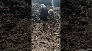 Султан на прогулке