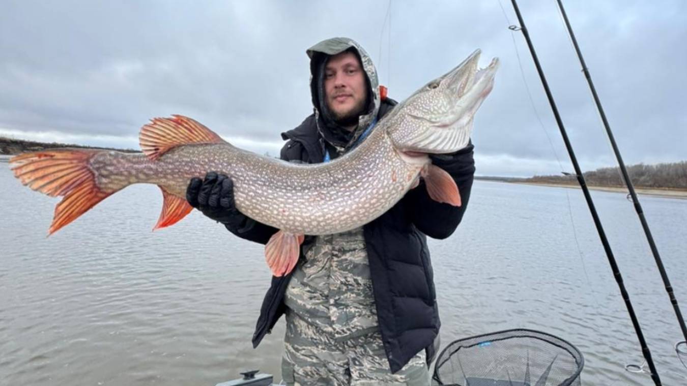 Щука 14 780гр. Мощные трофеи. Рыбалка мечты смотреть онлайн