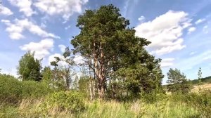 Хозяйство подождёт ! Пора выезжать ! ХУТОР В ЛЕСУ №705