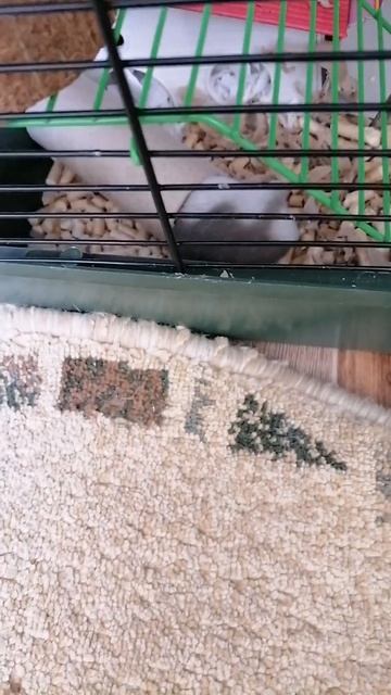 мой хомяк точит свои ногти смотреть онлайн