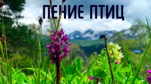 Музыка природы / Чёрный Дрозд и Синица / Пение птиц на горных лугах