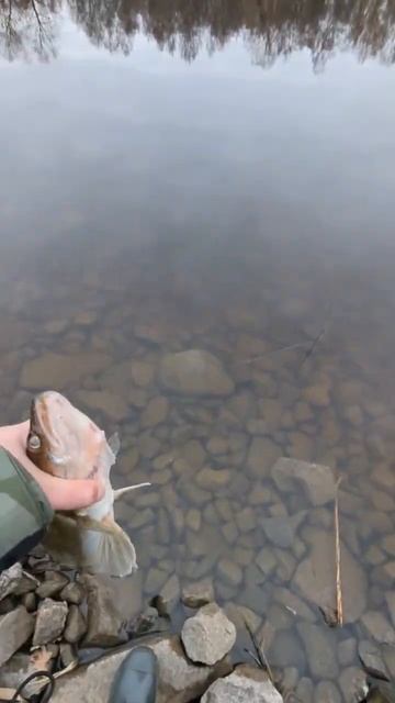 Отпустил рыбу. Отпускайте малышей. #рыбалка #рыба #суда смотреть онлайн