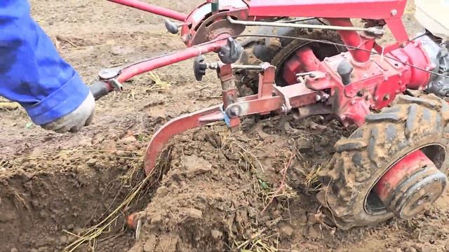 Легендарный мотоблок МТЗ с плугом в работе. смотреть онлайн