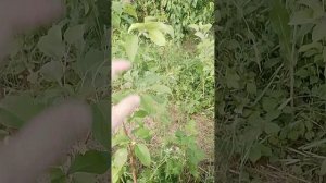 03.06.2025 яблоня Розовый закат