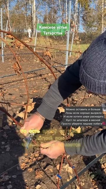 Обрезка винограда 🍇 второй год. Осень #виноград #земл? смотреть онлайн