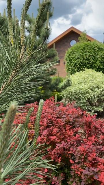 БАРБАРИС,ДЕРЕН,ИВА,СОСНА✨🩵#катеринаагамалова #ландш смотреть онлайн