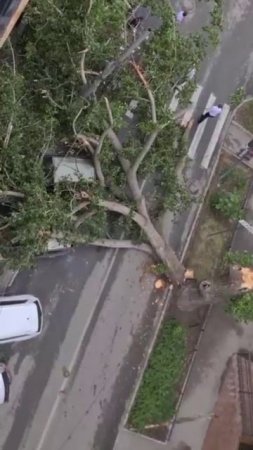 Дерево повредило два авто на Мичурина