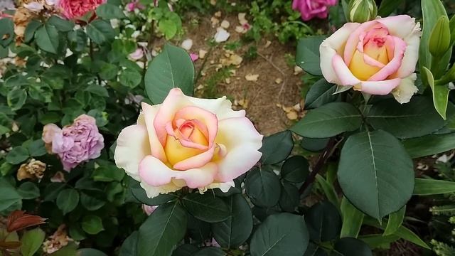 РОЗЫ ПИТОМНИКА БАРНИ В МОЕМ САДУ | Розы BARNI сорта | Розы