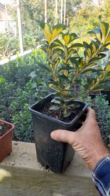 Питомник растений. Бересклет. смотреть онлайн