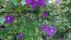 клематисы Виктория и Космическая мелодия