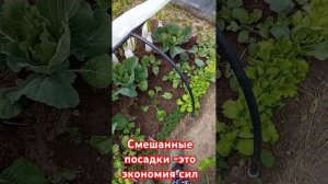 Что с чем можно посадить, что бы сэкономить силы время и место.