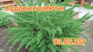 ЦВЕТЫ и ОГОРОДНЫЕ ДЕЛА. 03.06.25г