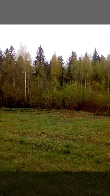 Утренний лес смотреть онлайн