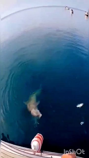 Рыбалка в Крыму смотреть онлайн