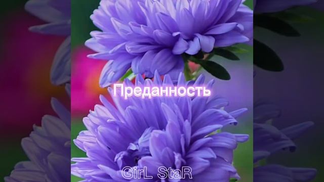 мой день рождения 15 сентября.Цветок 15 сентября Астра смотреть онлайн