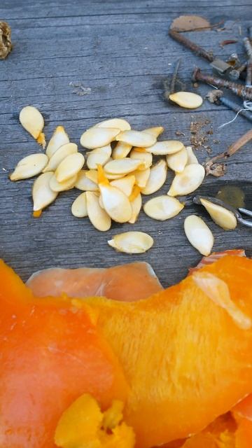 Семена тыквы, возможно и взойдут, Четырнадцатого Октя? смотреть онлайн