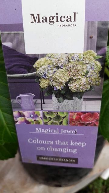 Меджикал Джевел Блу! 89192346048-Ватсап, сброшу ссылку на те смотреть онлайн