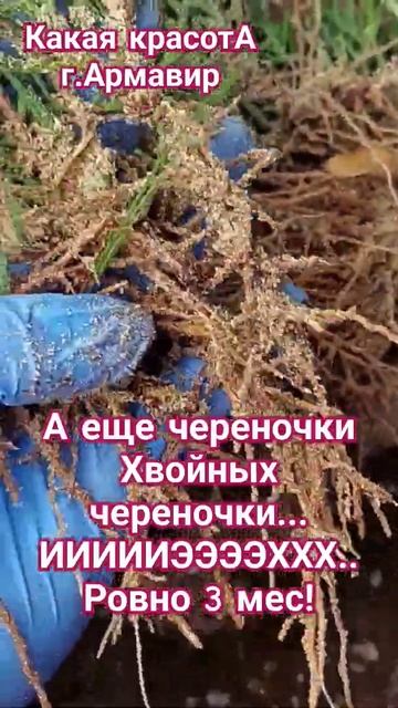 Туя смарагд.3 мес от черенкования.А вот и не гортензия!? смотреть онлайн