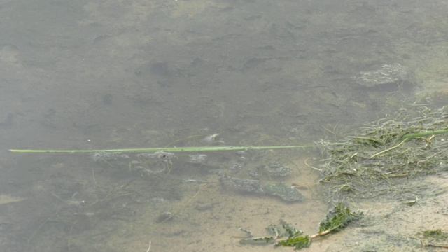 Санитарные врачи не рекомендуют купаться в Воронежском водохранилище