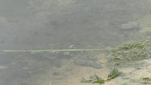 Санитарные врачи не рекомендуют купаться в Воронежском водохранилище