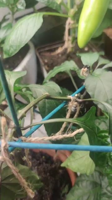 Как вырастить рядом острый и сладкий перец? смотреть онлайн