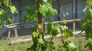 Хелатные удобрения – результат для винограда!