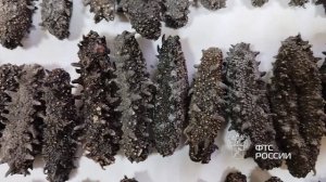 Сушеный трепанг в обуви туристов обнаружили уссурийские таможенники.