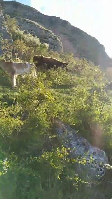 здравствуйте, тур по Дагестану)гостевой дом, питание, ? смотреть онлайн