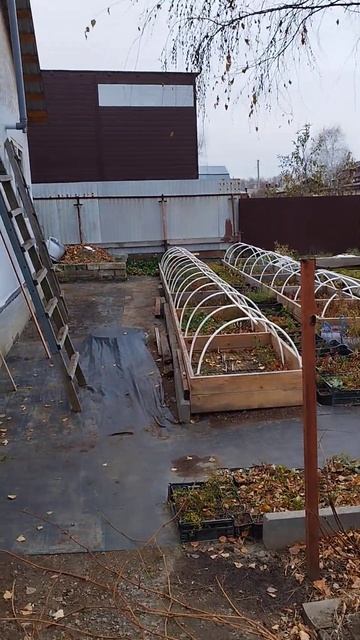 Зимовка наших саженцев.Новосибирская область. смотреть онлайн