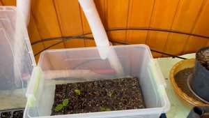 Выращивание магнолий из семян, мой опыт .#магнолия #пос