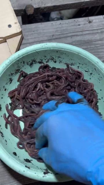 Чп #рыбалка #shortsvideo #fishing #дендробена #черный принц черв? смотреть онлайн