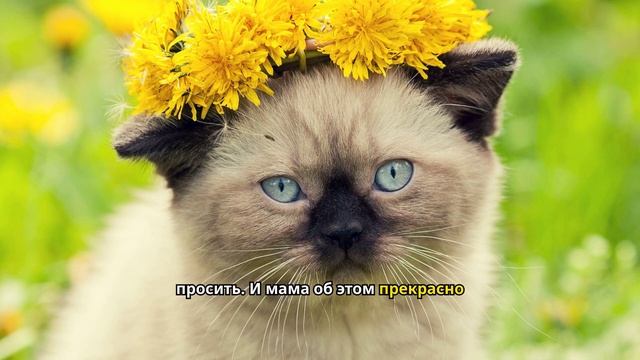 Мать всегда пыталась меня унизить или задеть, но мой м? смотреть онлайн