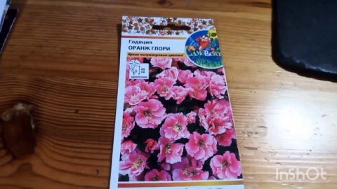 Результаты выращивания цветов из семян в 2024 году.