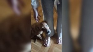 Выбросили из окна на глазах у всех! Нужна срочная помощь! | Цой