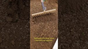 Морковь взойдет быстро и дружно! Простой способ посева на богатый урожай