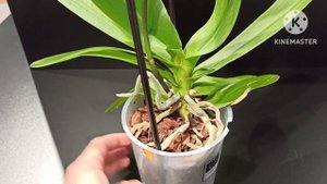 Орхидея сорта Велнес. Сорт шикарный и не чем не уступа?