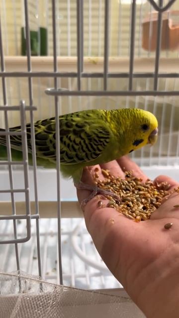 ЧЕЛЛЕНДЖ приручаю попугая. День 10 #shorts #челлендж #приручениепопугая смотреть онлайн