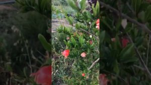 Зацвел декоративный махровый гранат "Легрелле" | Lagrelliae