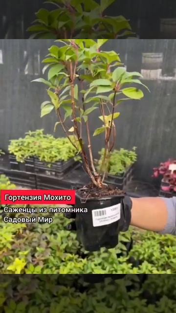 Саженцы ГОРТЕНЗИИ метельчатой Мохито ИЗ ПИТОМНИКА Са?