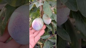 Когда начнут плодоносить саженцы сливы 20 июля 2024 г.