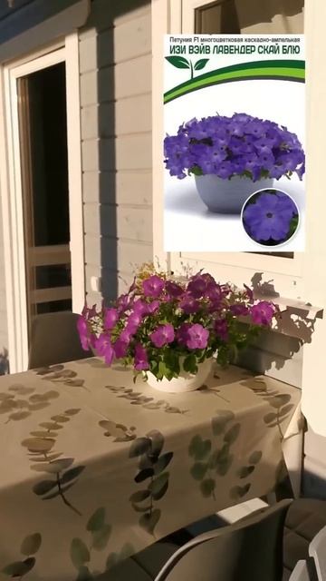 гайд "Как вырастить петунию в домашних условиях" в мое? смотреть онлайн